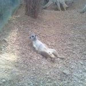 Meet your Posher, Holly